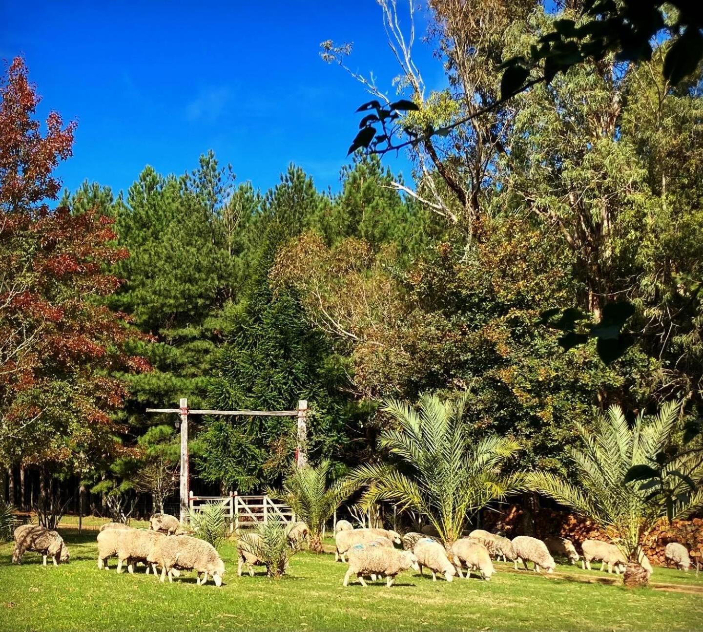 Villa Pinos De La Quebrada Quebrada de los Cuervos Exterior foto