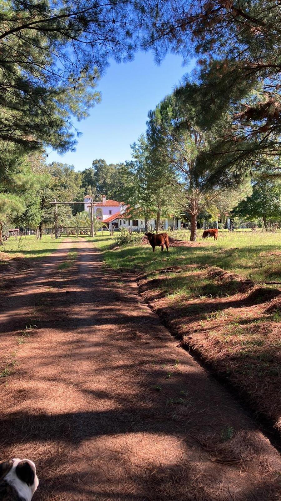 Villa Pinos De La Quebrada Quebrada de los Cuervos Exterior foto